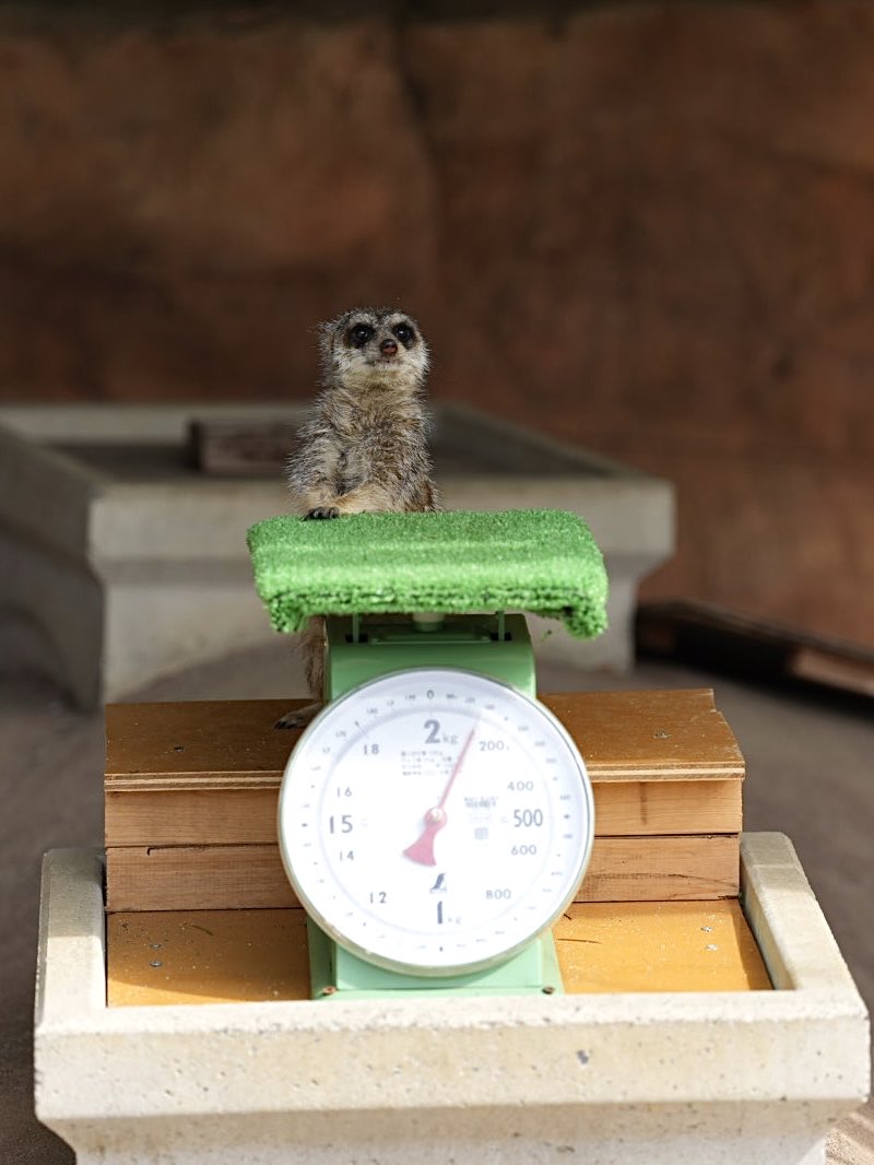 しろねこ tweet media