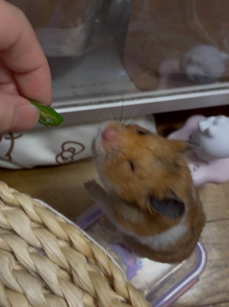 はむけつぷりっつ🍑 tweet media