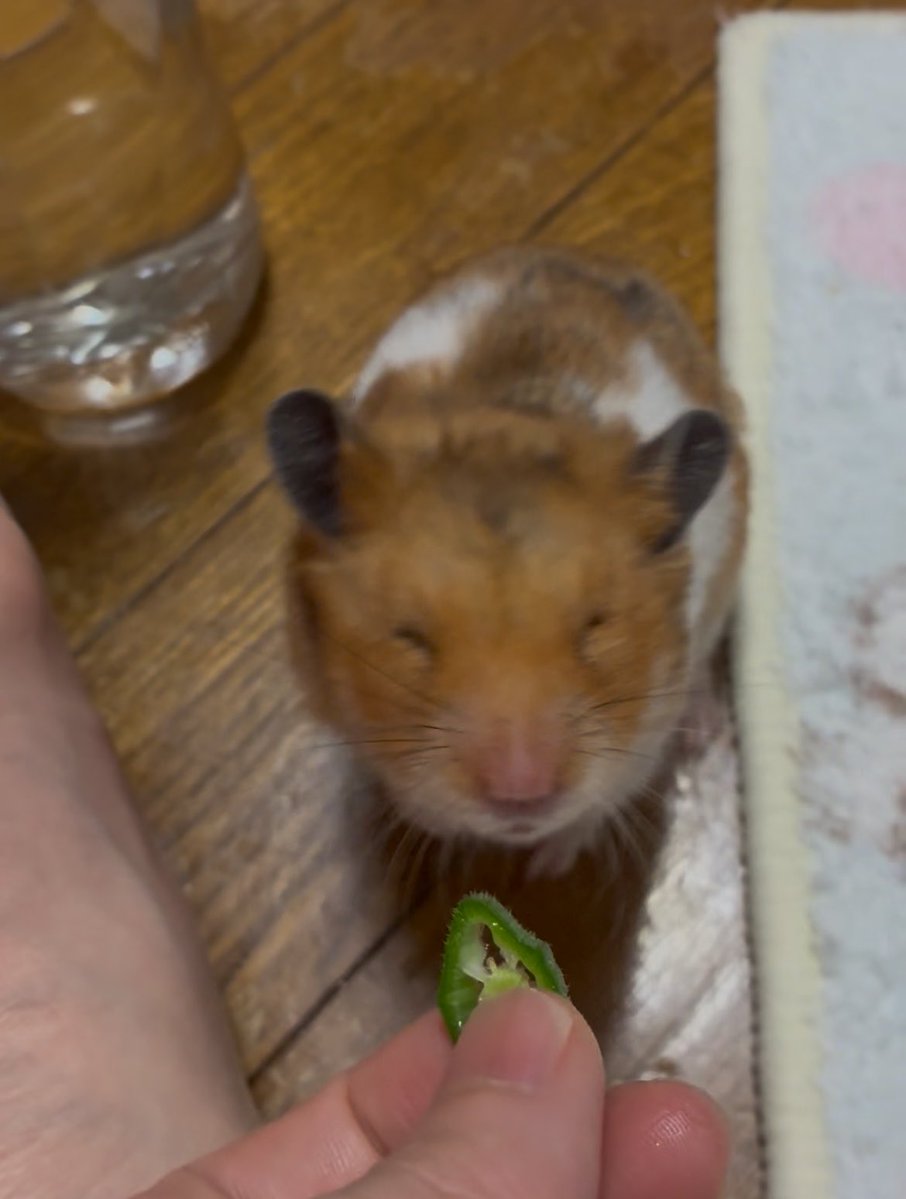 はむけつぷりっつ🍑 tweet media