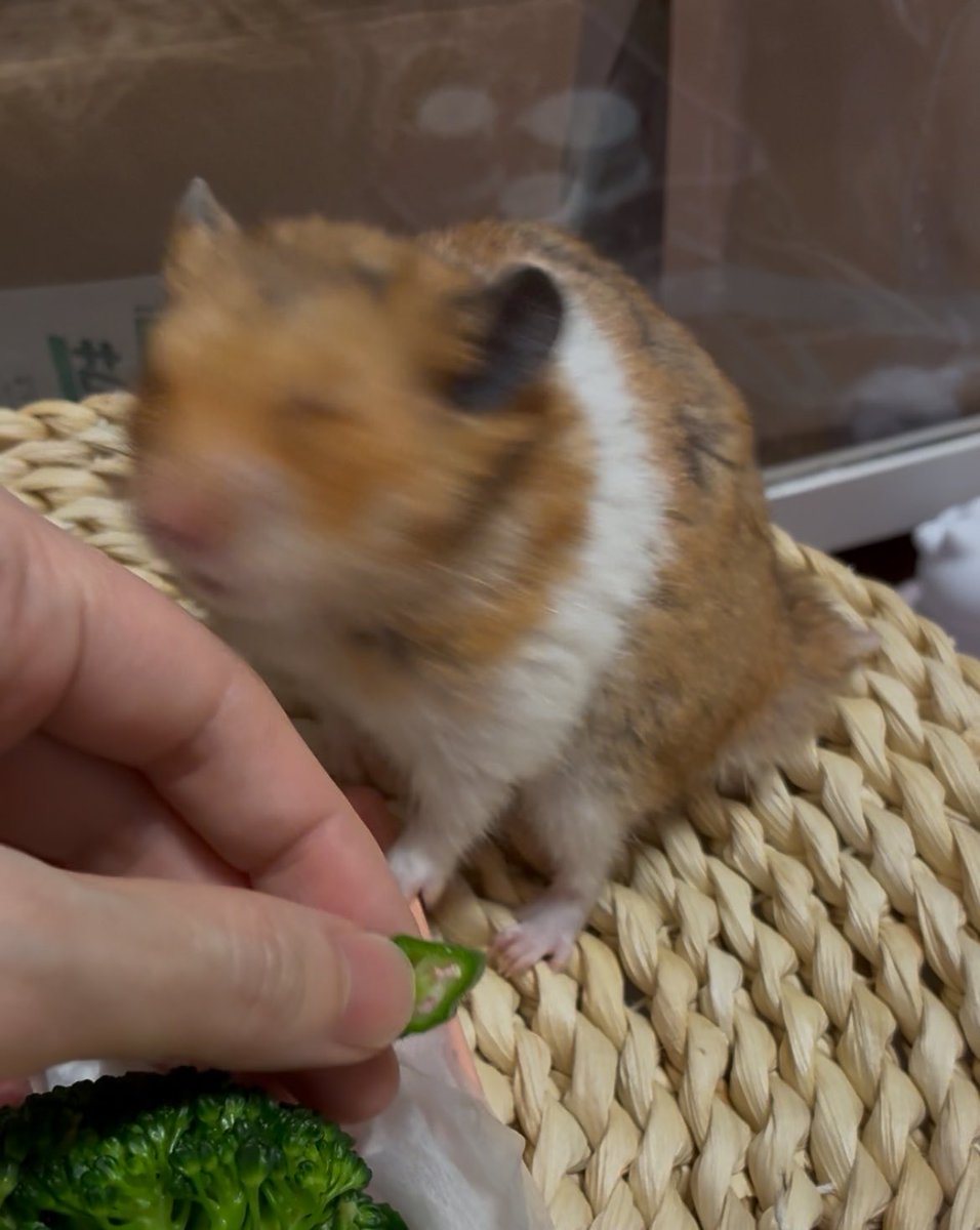 はむけつぷりっつ🍑 tweet media