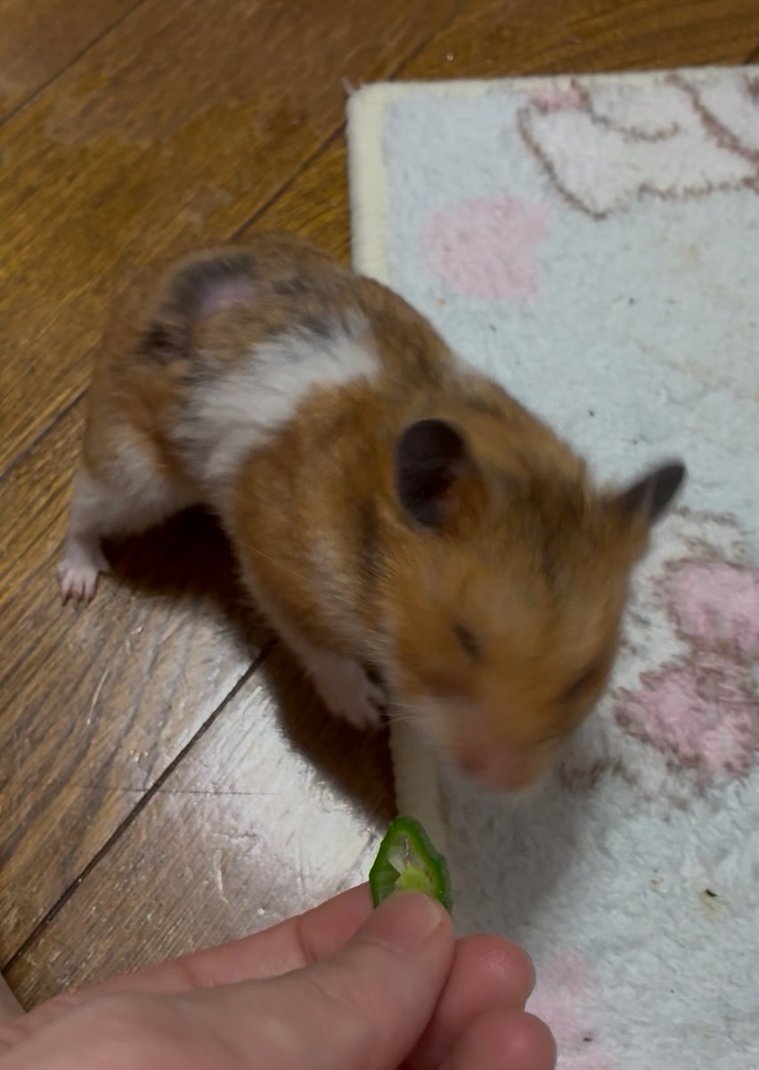 はむけつぷりっつ🍑 tweet media