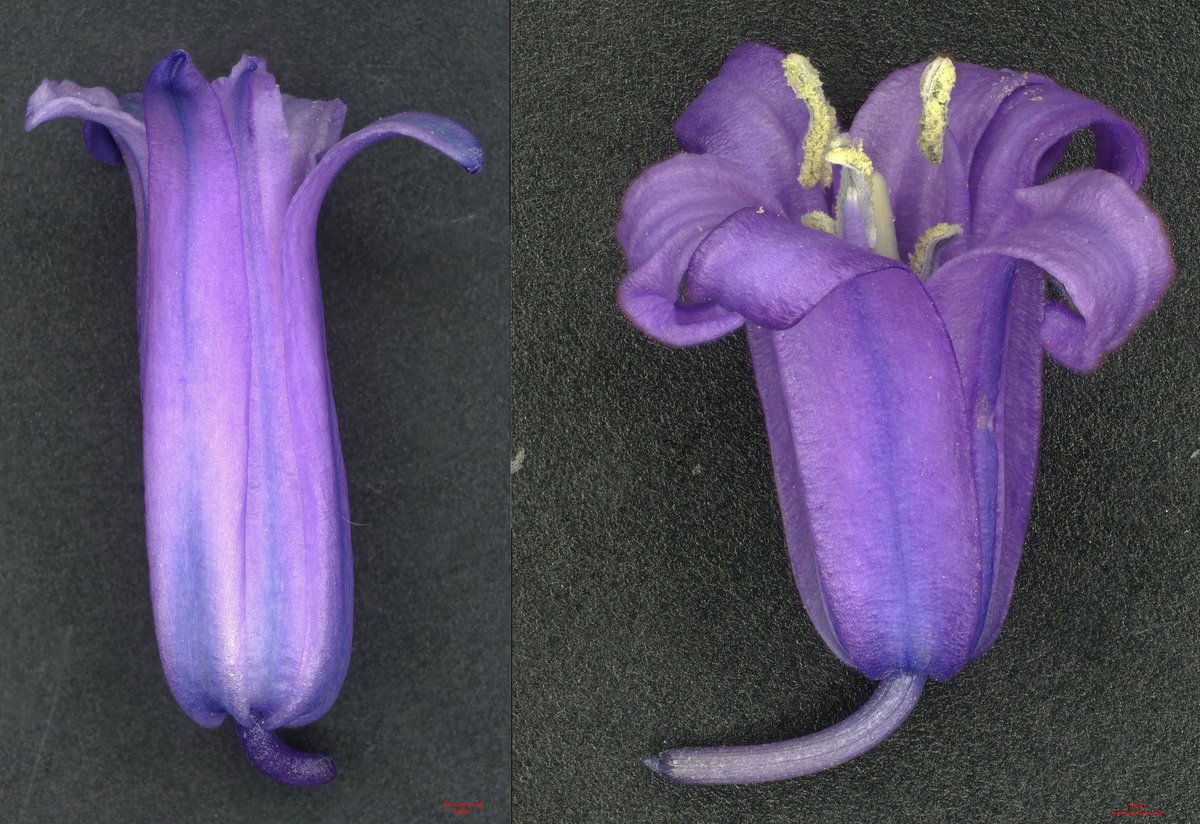CUBotanicGarden's tweet photo. This #PlantAppreciationDay, we’re celebrating the British bluebell 💙🌿

With colleagues from Cambridge University Herbarium, @camplantsci &amp; @slcuplants,  we explore the science behind this beloved native bloom.

Read more: https://t.co/lDsLTdtsJO

@Cambridge_Uni https://t.co/BImB0doqXT