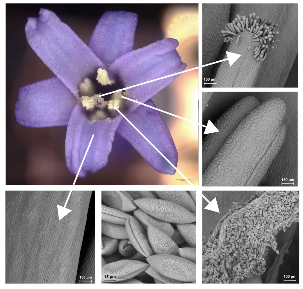 CUBotanicGarden's tweet photo. This #PlantAppreciationDay, we’re celebrating the British bluebell 💙🌿

With colleagues from Cambridge University Herbarium, @camplantsci &amp; @slcuplants,  we explore the science behind this beloved native bloom.

Read more: https://t.co/lDsLTdtsJO

@Cambridge_Uni https://t.co/BImB0doqXT