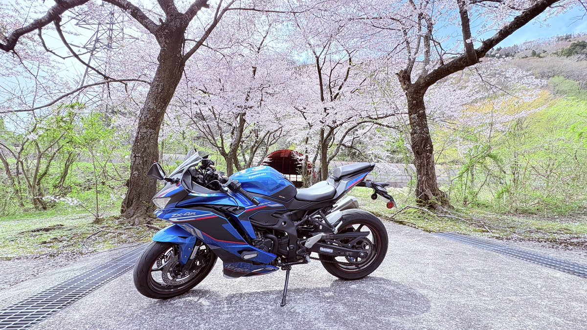 ayakaze2015's tweet photo. NHK福井のハナモモのニュースでセンターに映ってしまった😆
のっしのっし歩いてるw https://t.co/gdoAMF02UM