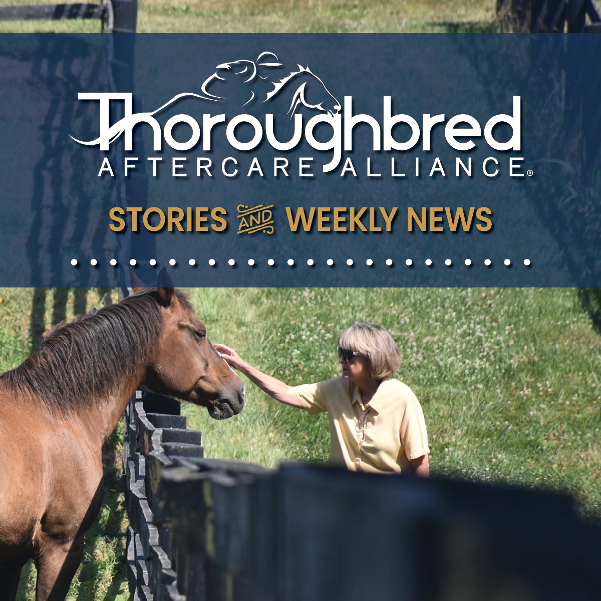 Thoroughbred Aftercare Alliance tweet media