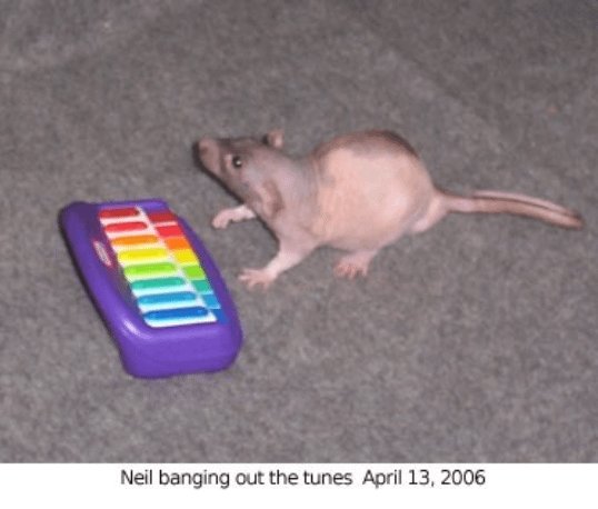Happy Neil banging out the tunes day to all those who celebrate