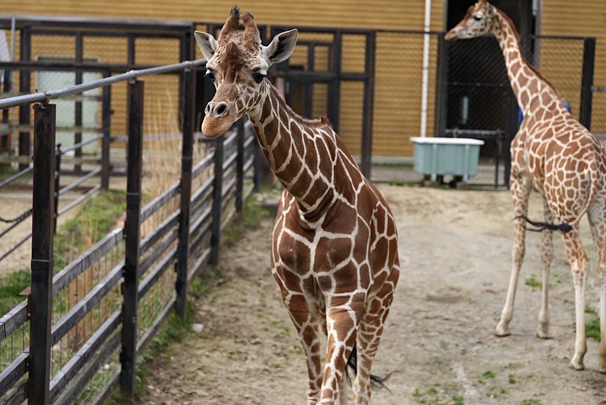 しろねこ tweet media