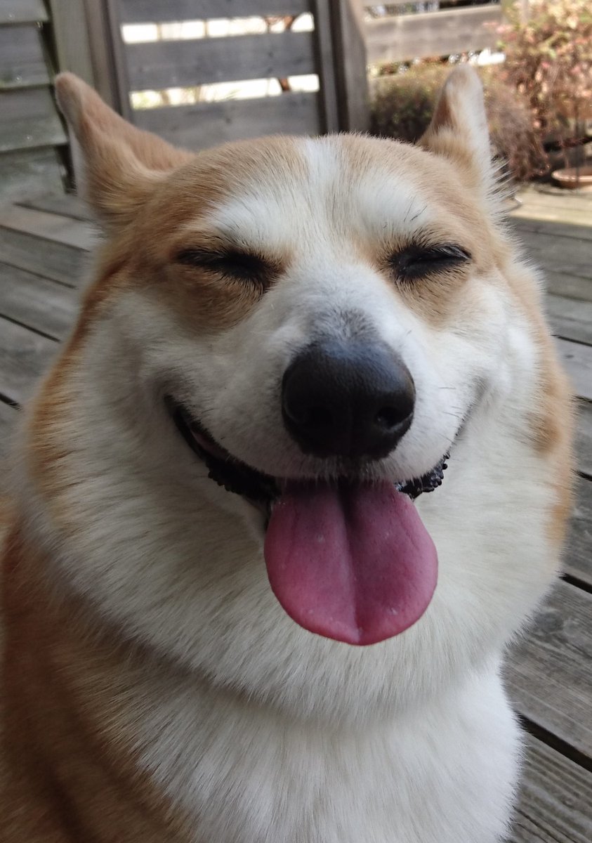 コーギーちゃーさん tweet media