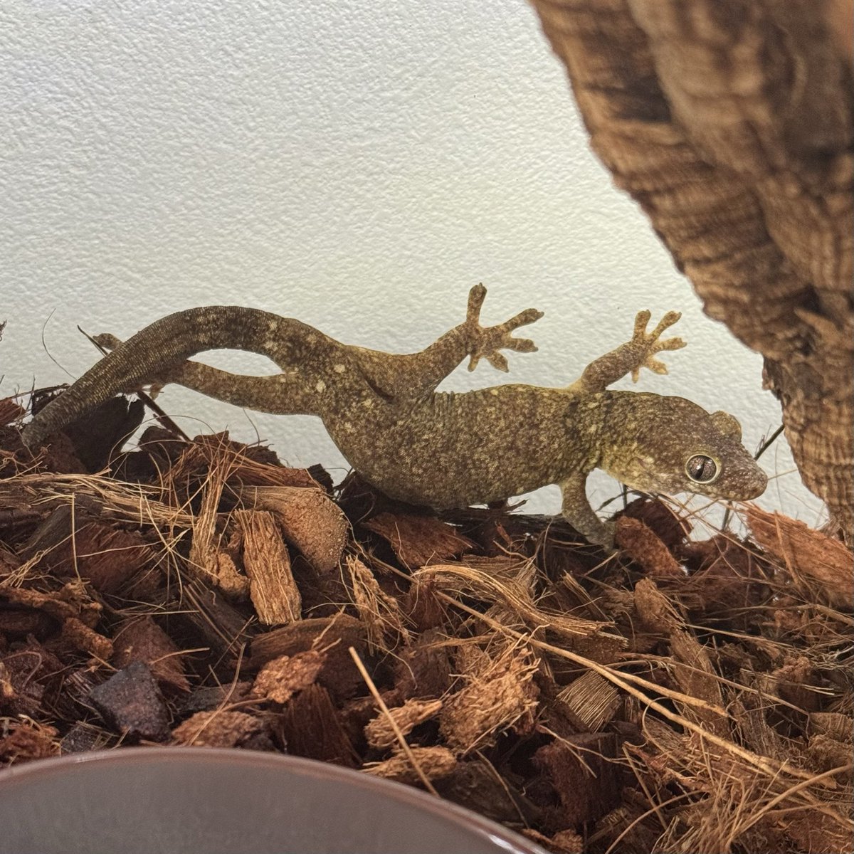 レビス tweet media