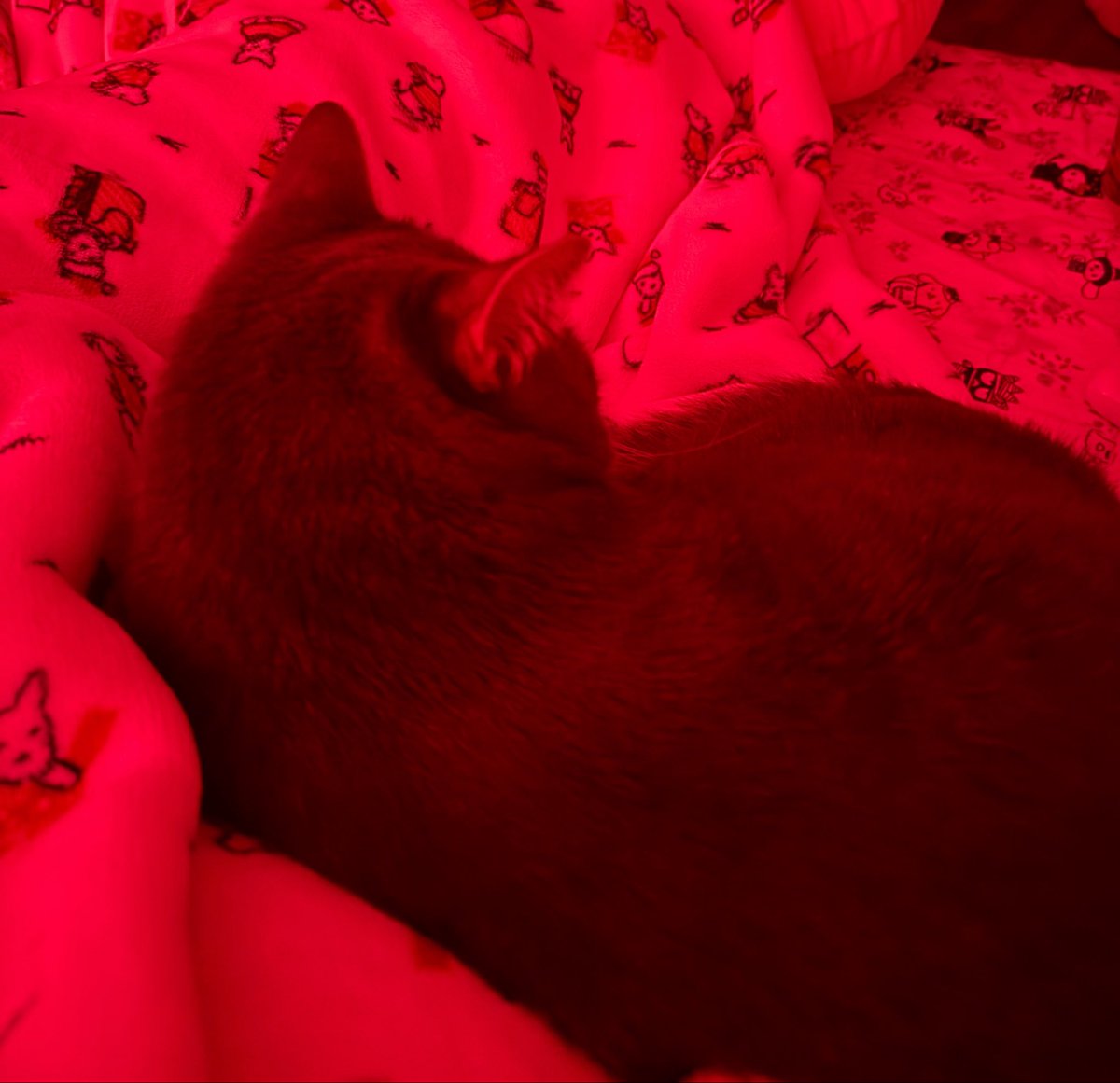 bbq baked beans tweet media