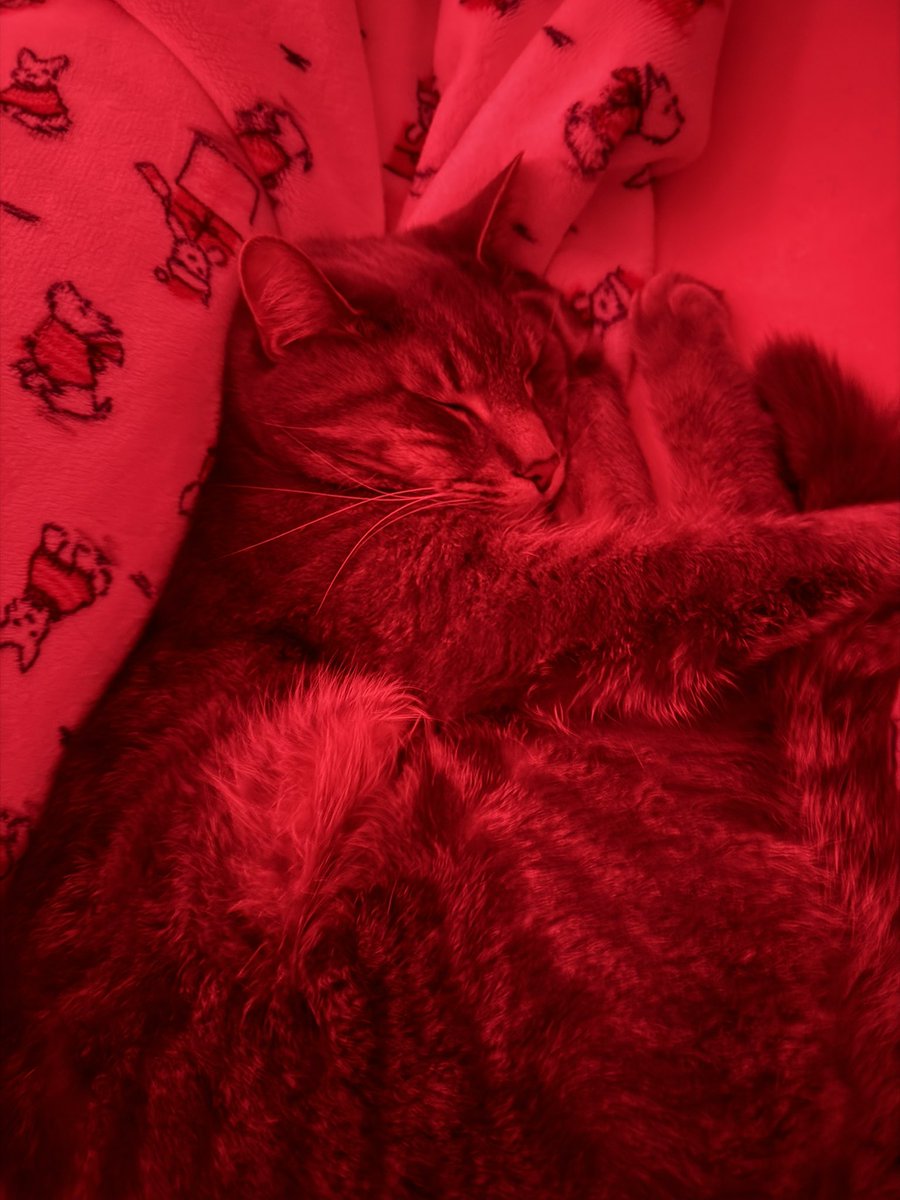 bbq baked beans tweet media