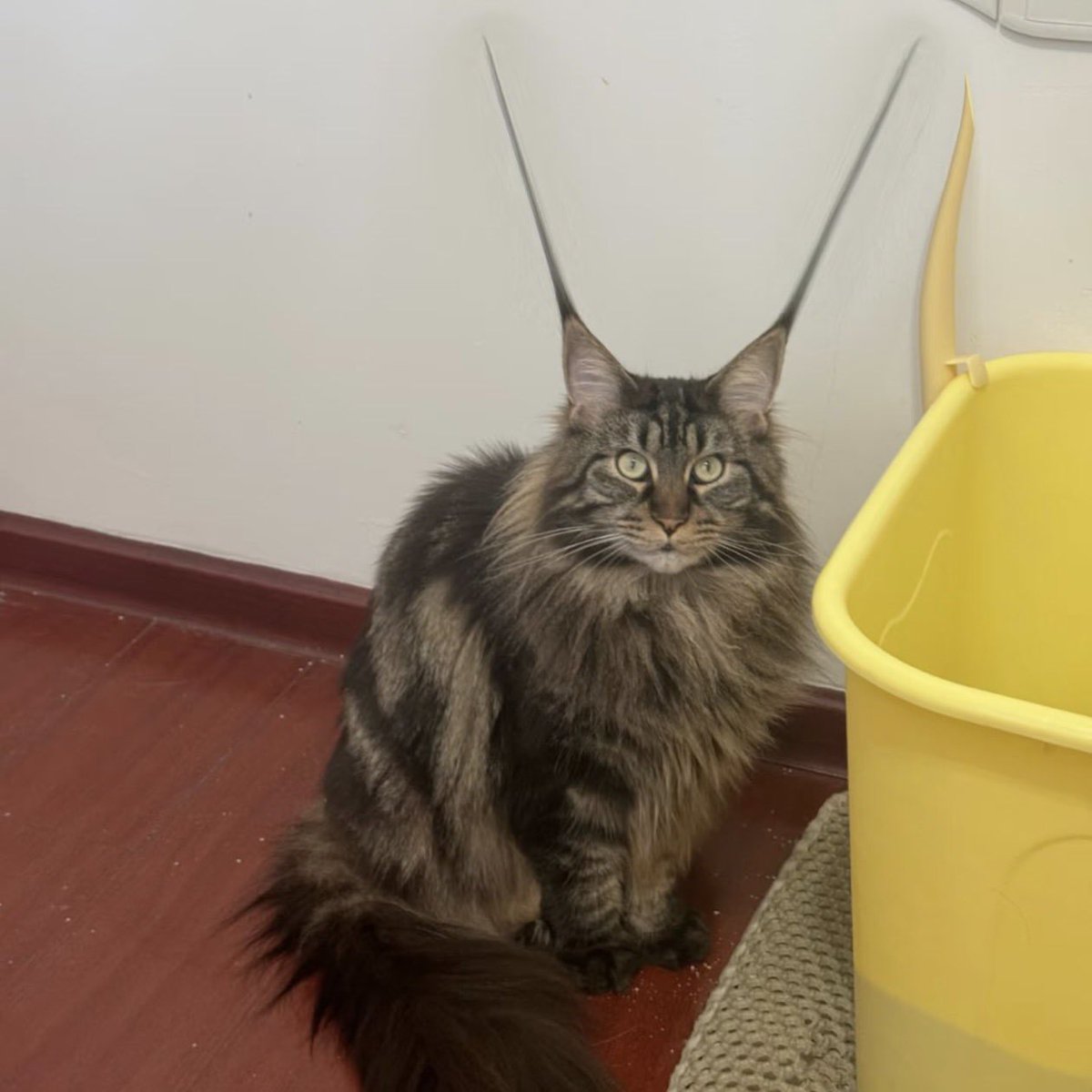 poorly drawn cats tweet media