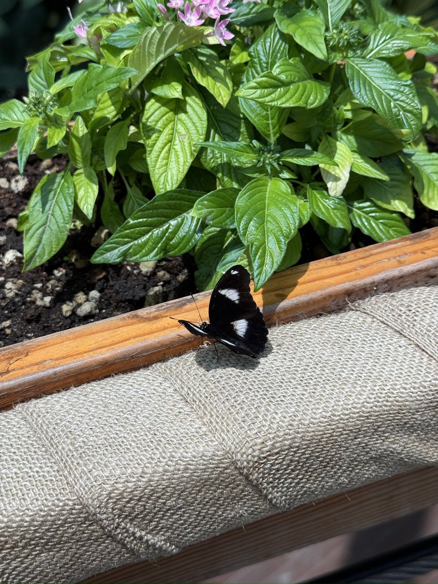 Knight World tweet media