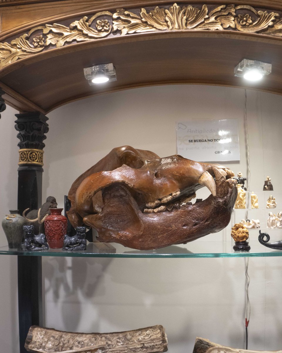 ANTIK Almoneda tweet media