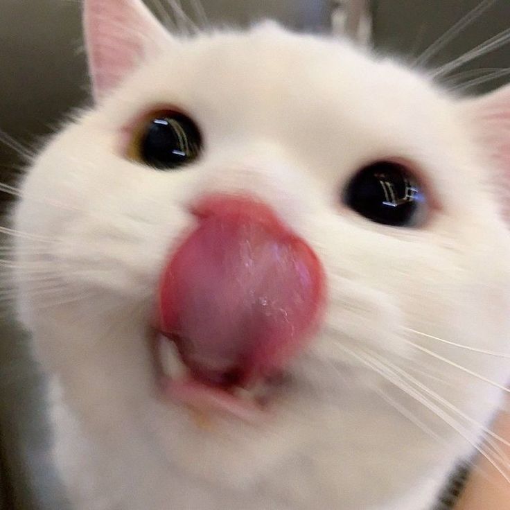 imnothotnerd2's tweet photo. @supergarf1e ปะปี๊ไม่ชอบแมวขาวหรอครับ https://t.co/cuHgl0yZKV