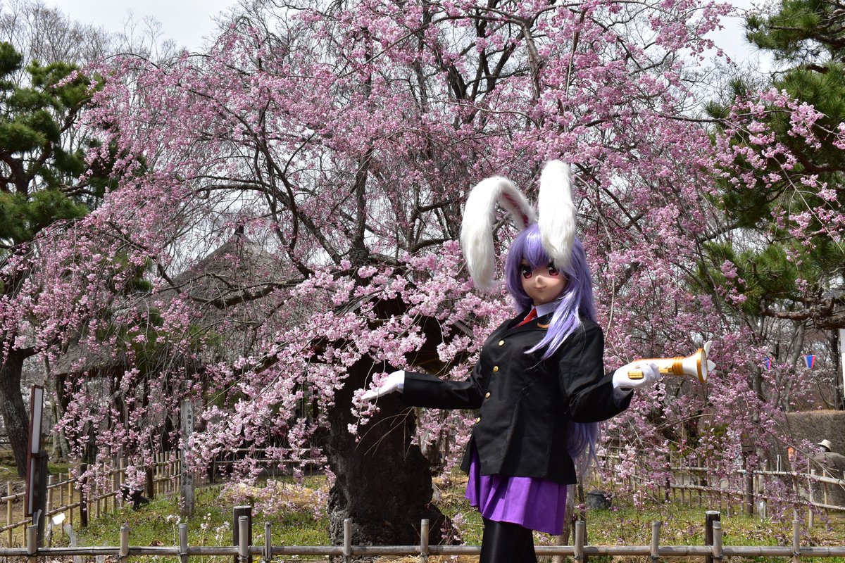 きぬとうふ tweet media