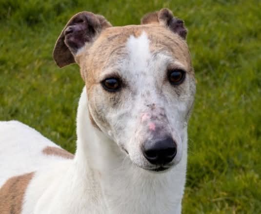 Greenacres Rescue tweet media