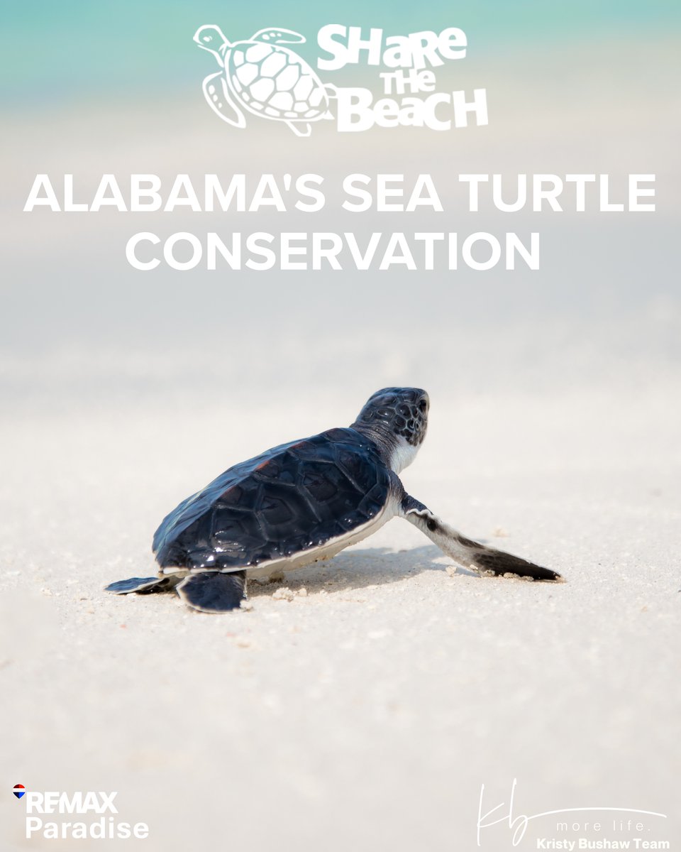 kristyb1111's tweet image. Sea Turtle Nesting Season is right around the corner! 🐢

The Kristy Bushaw Team says “Leave only Footprints &amp;amp; Share The Beach”!🌊
(251) 223-1111 | (251) 213-3000
#alabamaconservation #seaturtleconservation #seaturtle #alabama #sharethebeach
