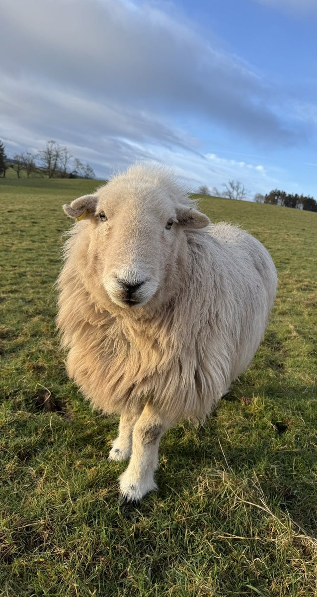 April showers for sure… this is when they stopped for a minute 🏴󠁧󠁢󠁳󠁣󠁴󠁿

#arnbegfarmstayscotland #aprilshowers #herdwicksheep