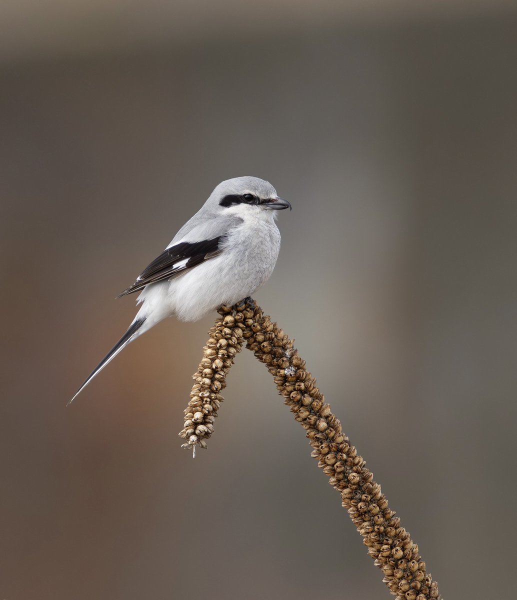 とりとり tweet media