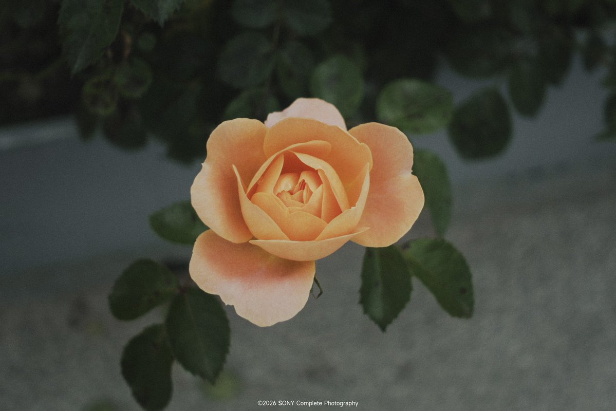 QiL1466784's tweet image. In search of beauty in life 
#photography
#daily #alive