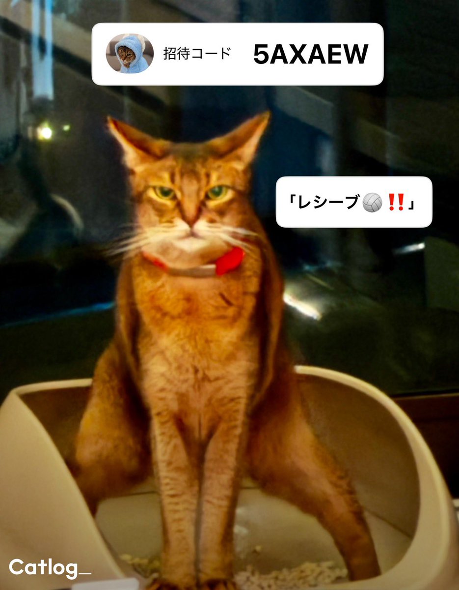 Yukiko Iyo🐈Catlog®（キャトログ）🐕️Pawlinq™（パウリンク） tweet media