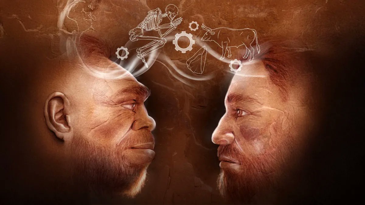 The first-ever published research on Tinshemet Cave is changing how scientists understand the relationship between Neanderthals and Homo sapiens. Evidence from the site shows that these groups did more than simply live at the same time in the mid-Middle Paleolithic Levant. They