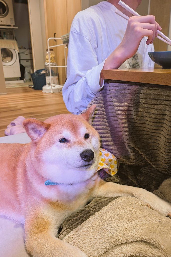 柴犬スティーブch【ｺｰｷﾞｰと猫を添えて】@YouTube tweet media