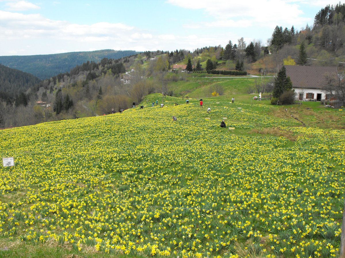 BLE_Lorraine's tweet image. Fête des Jonquilles à Gérardmer

On ne peut évoquer le mois d’avril en #Lorraine sans dire un mot de la Fête des Jonquilles de Gérardmer qui a lieu tous les deux ans, lors des années impaires.

blelorraine.fr/2025/04/fete-d…