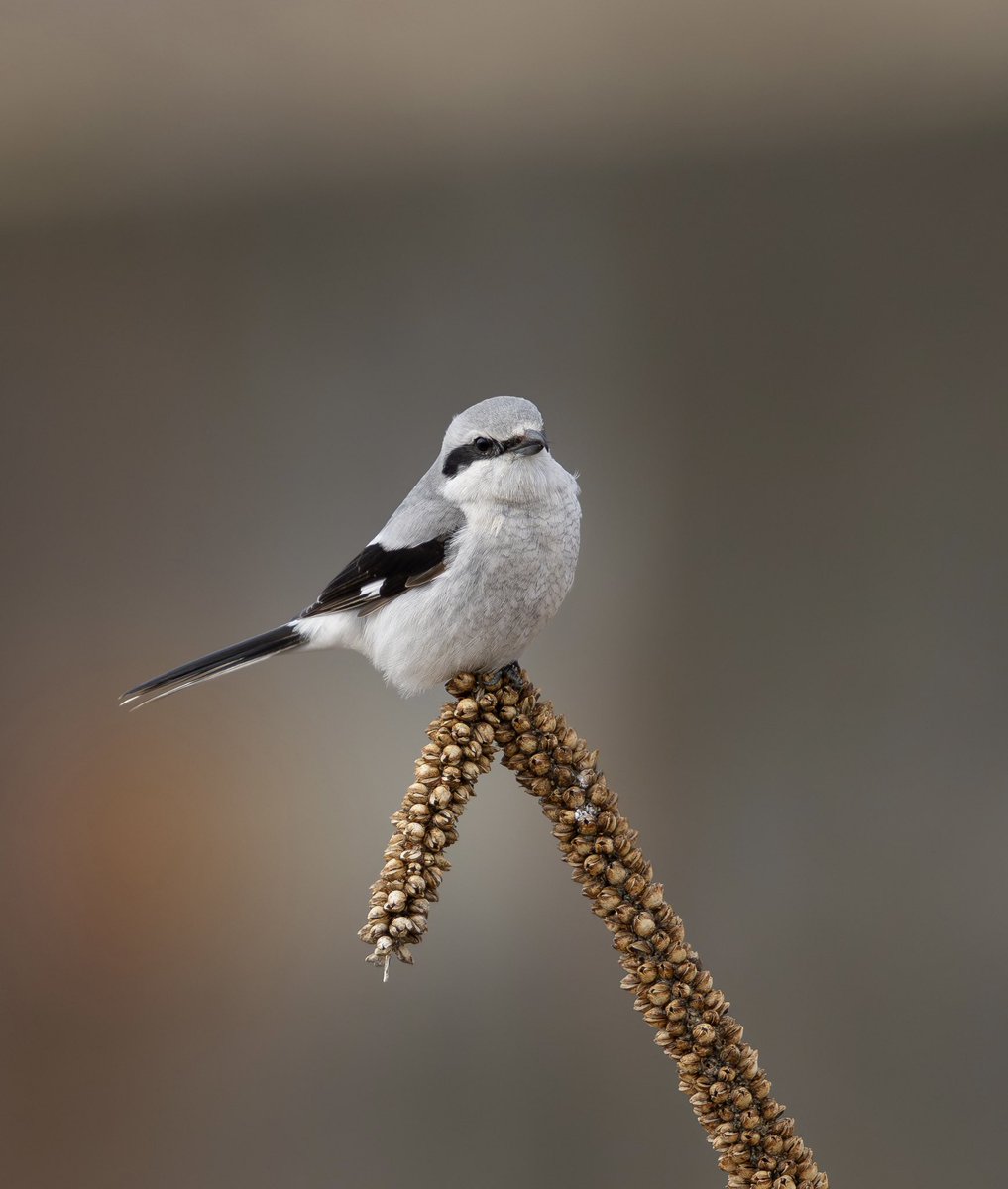 とりとり tweet media