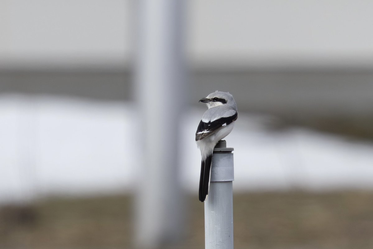 とりとり tweet media