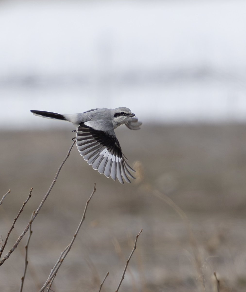 とりとり tweet media