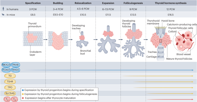 NatureRevEndo's tweet photo. New content online: Human thyroid organoids: tools for understanding thyroid diseases and development https://t.co/CESlDssUmU https://t.co/ySCkBB40zb