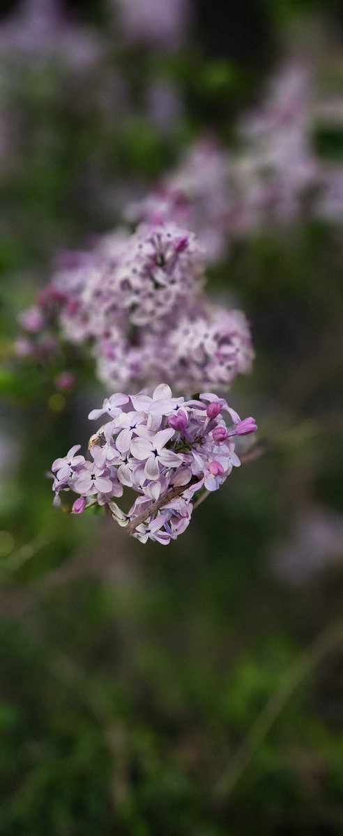 sunny🐶☕️⚘️ tweet media