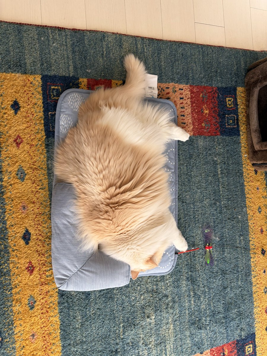 ruinya27's tweet image. 