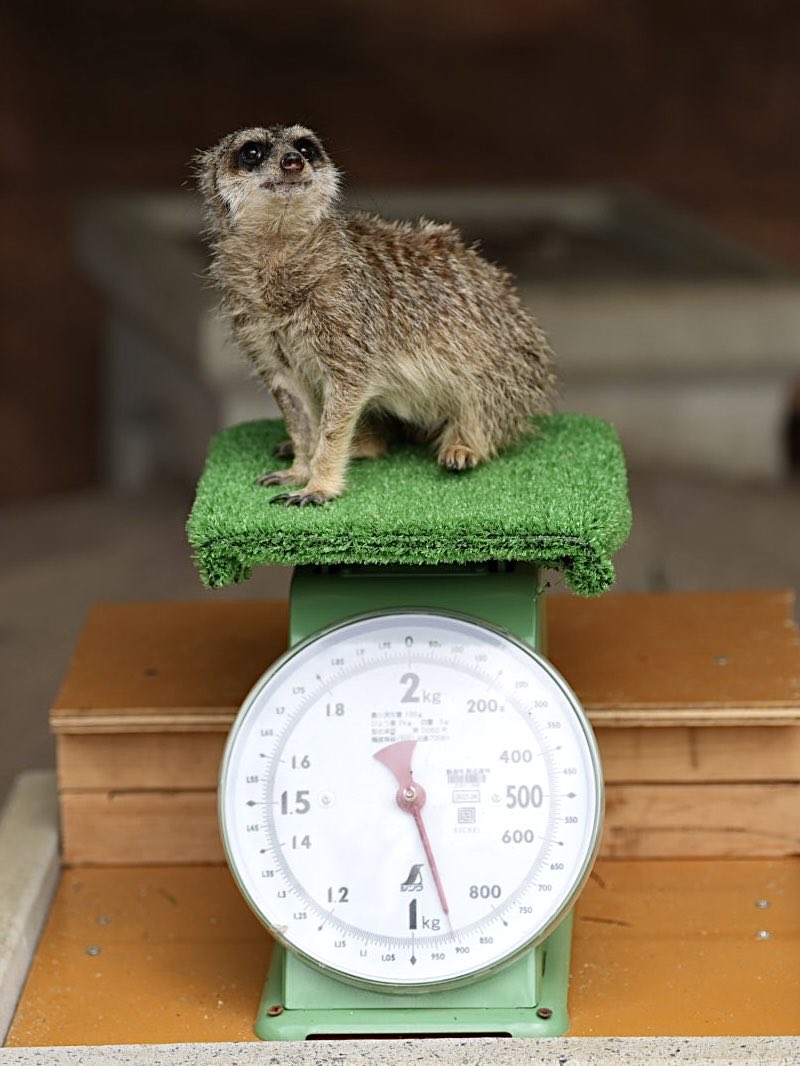 しろねこ tweet media