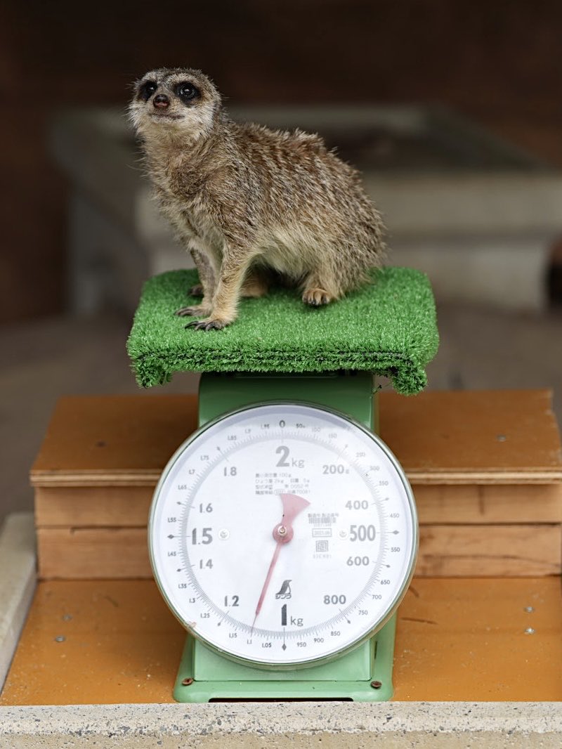 しろねこ tweet media