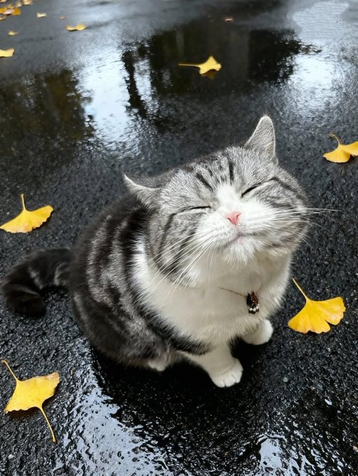 ネコの時間 tweet media