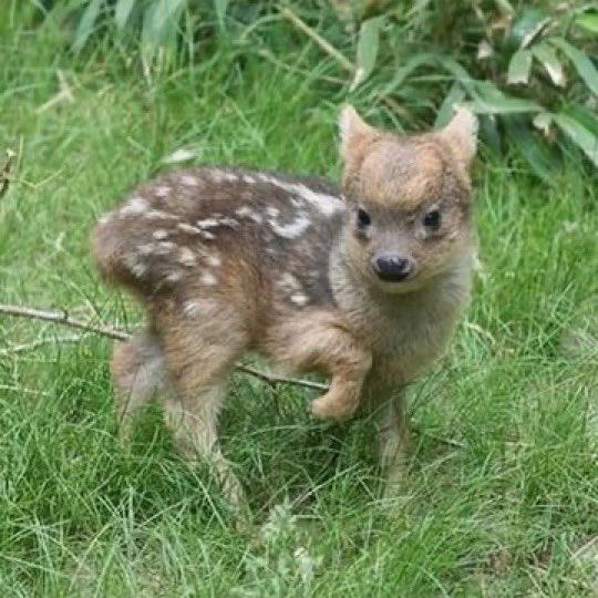 luis 🐰 tweet media