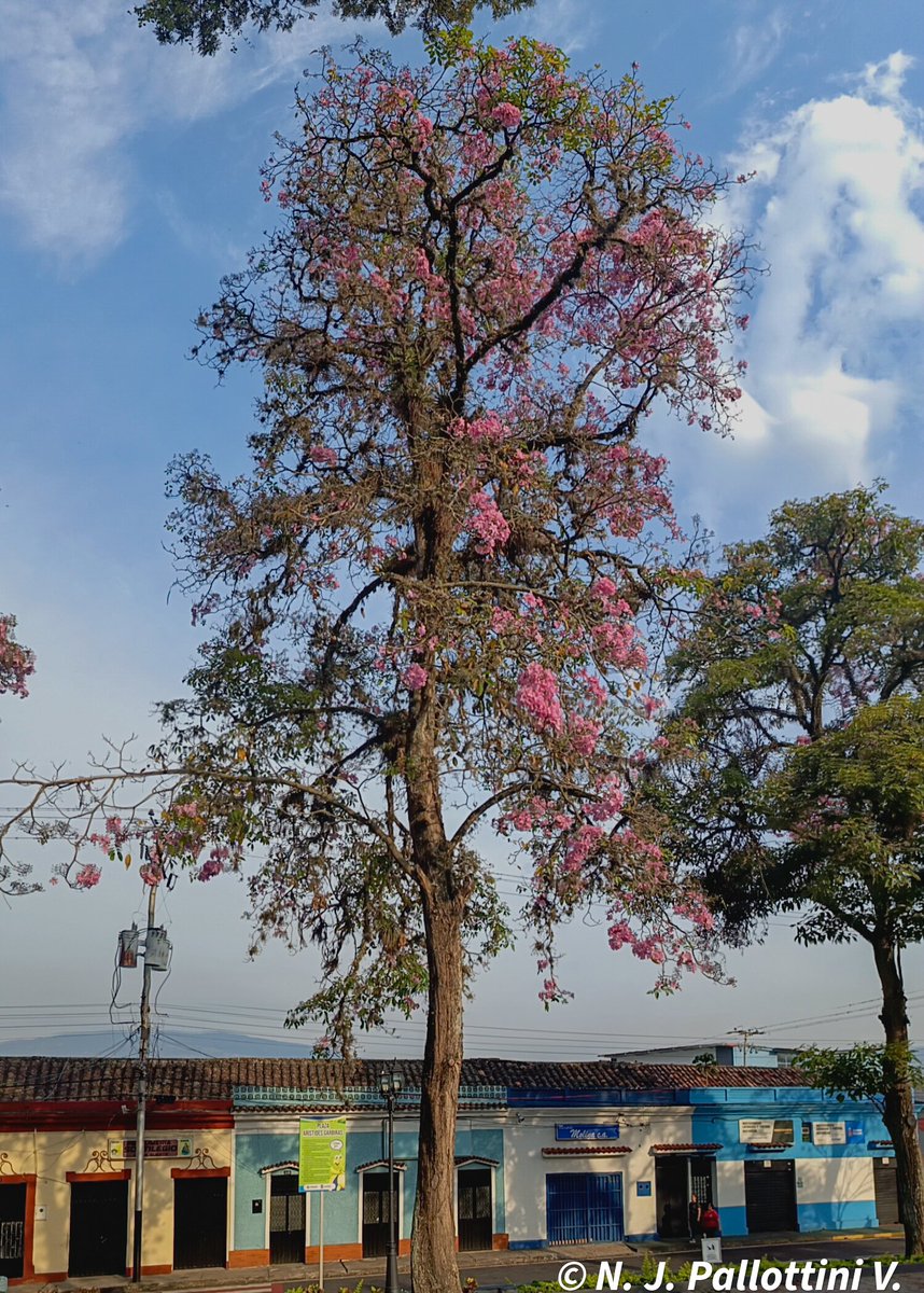 NJPallottiniV's tweet photo. Apamates en el Garbiras,  en la mañana del lunes.

San Cristóbal - Venezuela.
#apamates #arbol #capture #picture #NatureIsAmazing #naturaleza #postales #sancristobal #tachira #venezuela #paisaje https://t.co/2Pa8W7yZCH