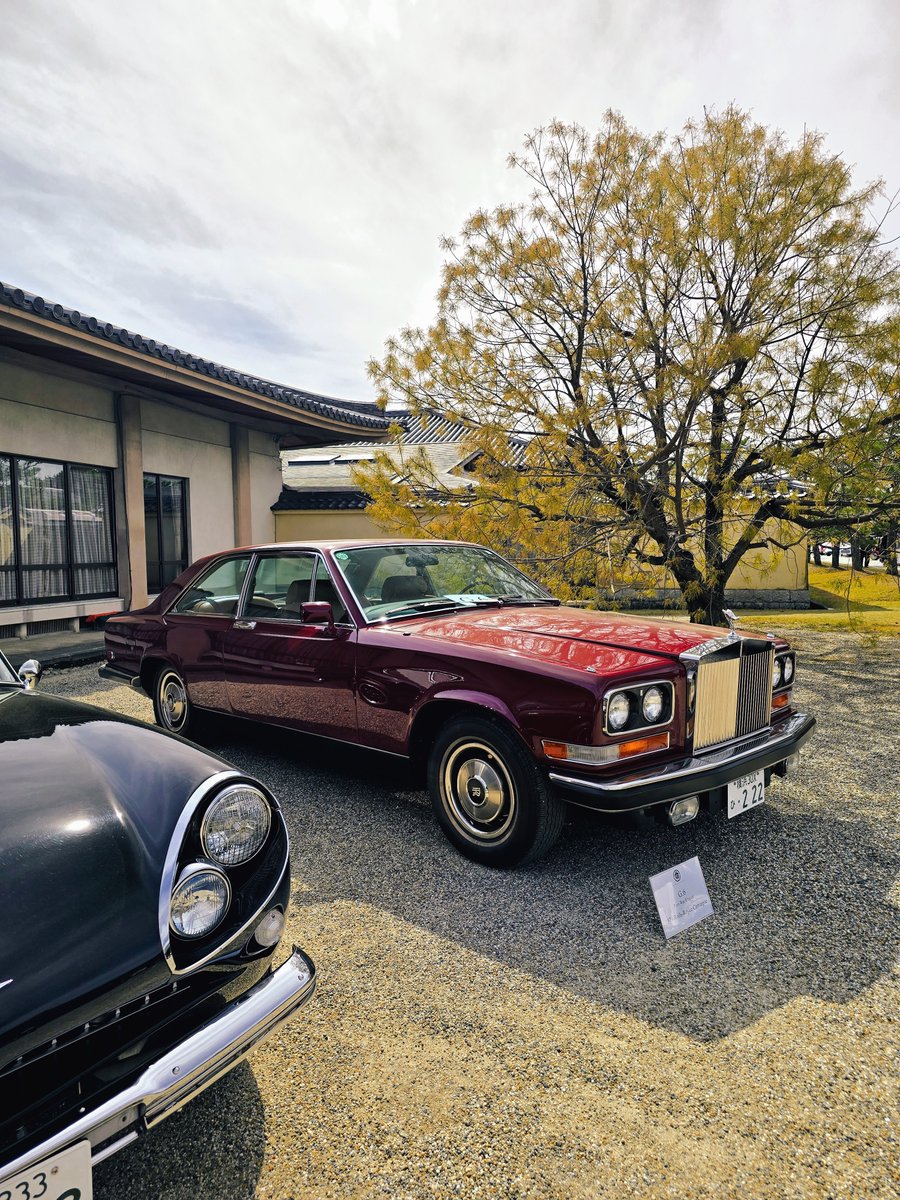 Angelfish tweet media