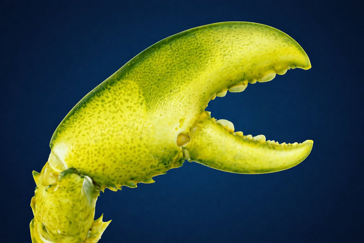 Pipe Network tweet media