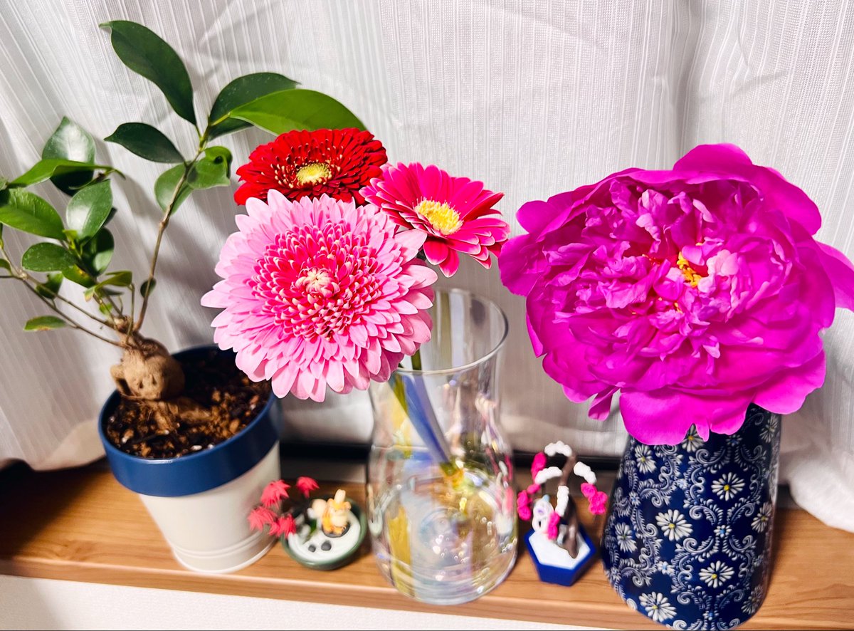 仕事帰りに買った芍薬、蕾だったのに数時間で開花して驚いてる。