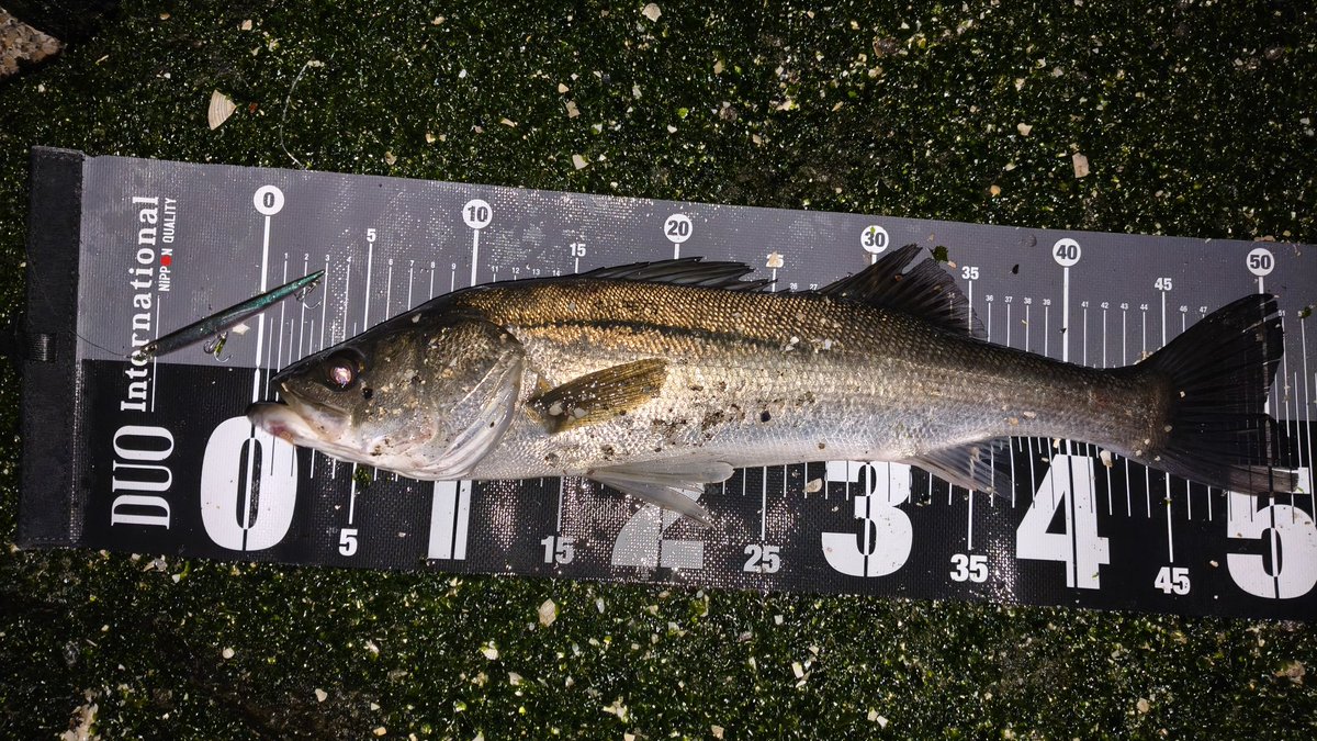 kituiakane's tweet image. 先週まではセイゴばっかりだったけど今日は少しマシなサイズが釣れた。
引き波バチも確認出来たしやっと港湾バチ開幕か？！
 #DUO
 #マニック95