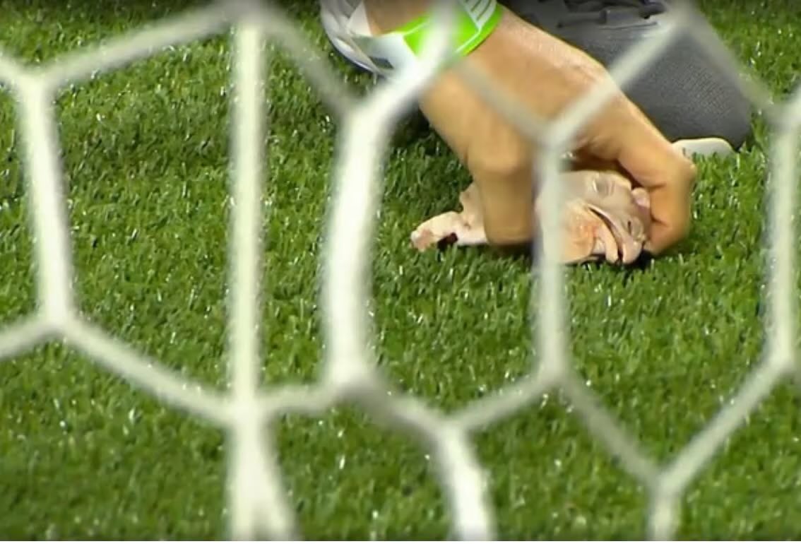 Bruno T. Farah tweet media