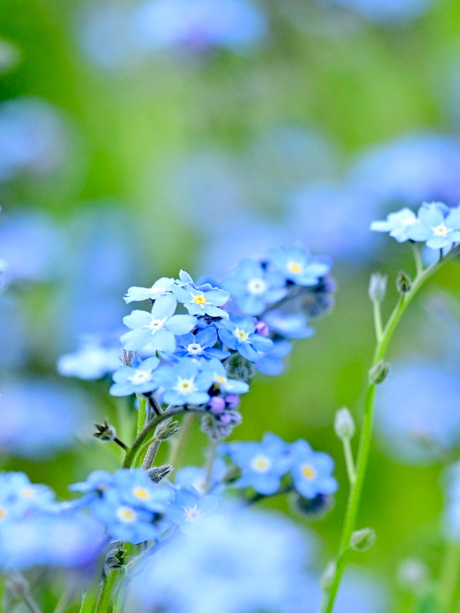 naushika_1996's tweet image. 〜テトの花便り〜

辺り一面、爽やかブルーの世界
ワスレナグサが満開です

ネモフィラよりも小さなブルー🩵
纏まって咲く集団アピール型です

おはようございます
今日はとっても過ごしやすcloudy
爽やかに🩵いきましょう〜

#FlowerPhotography