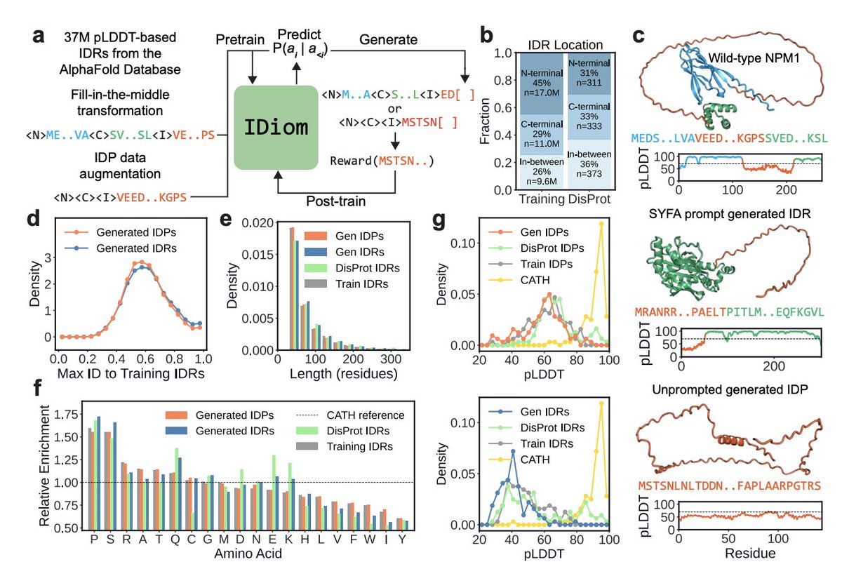 BiologyAIDaily's tweet image. Generative design of intrinsically disordered protein regions with IDiom

1. The paper introduces IDiom, a 122M-parameter autoregressive (decoder-only) protein language model trained specifically for intrinsically disordered regions (IDRs), aiming to make rational design possible