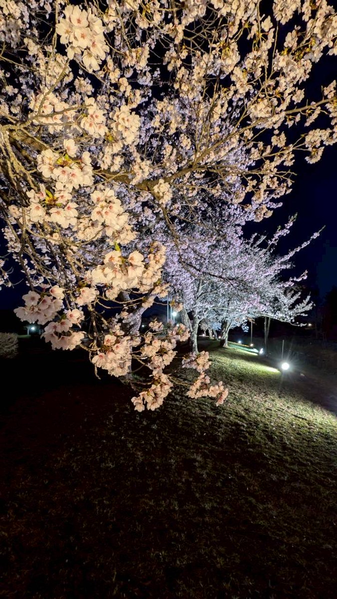 西会津町 桜開花情報】 2026年4月13日（月） 写真は さゆり公園の夜桜