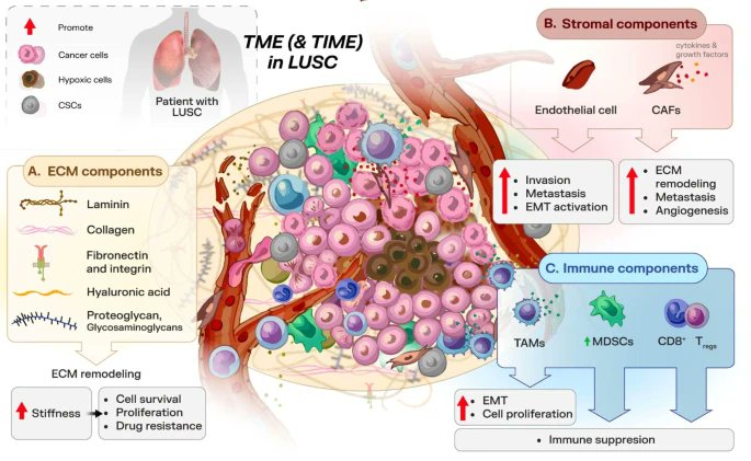 Journal of Experimental & Clinical Cancer Research tweet media