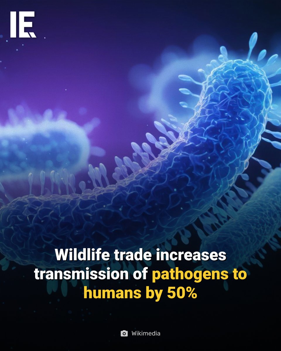 IntEngineering's tweet image. A new study finds that wildlife trade and keeping exotic pets increases the chance of pathogen transmission.
bit.ly/4eigMam